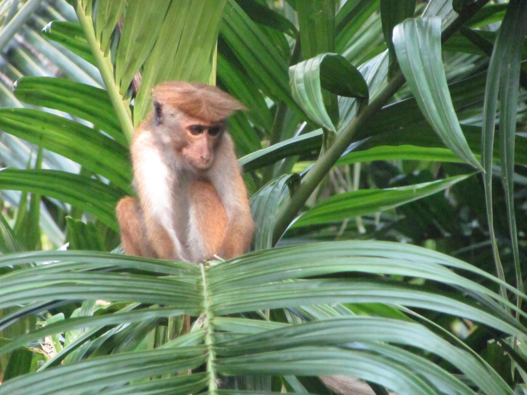 Jungle Guest ,Mirissa Hotel Eksteriør billede